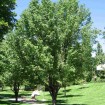 Callery Pear (Pyrus Calleryana) 40 seeds