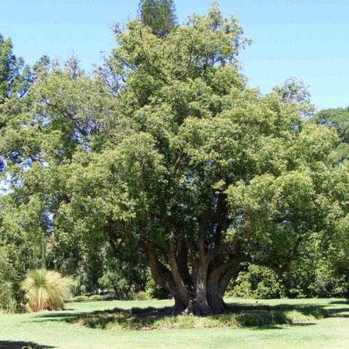 Camphortree (Cinnamomum Camphora) 20 seeds