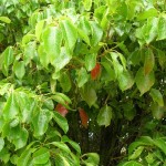 Camphortree (Cinnamomum Camphora) 40 seeds