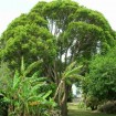 Camphortree (Cinnamomum Camphora) 5 seeds