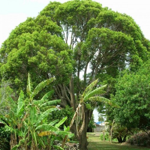 Camphortree (Cinnamomum Camphora) 40 seeds