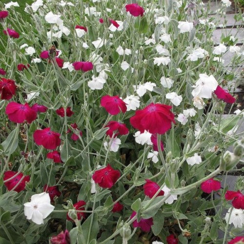 Campion (Lychnis Coronaria mix) 30 seeds