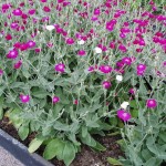 Campion (Lychnis Coronaria mix) 30 seeds