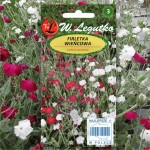 Campion (Lychnis Coronaria mix) 30 seeds