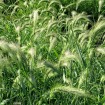 Canada Wildrye (Elymus Canadensis) 25 seeds