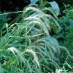 Canada Wildrye (Elymus Canadensis) 500 seeds