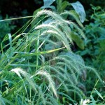 Canada Wildrye (Elymus Canadensis) 25 seeds