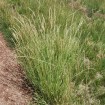 Canada Wildrye (Elymus Canadensis) 100 seeds