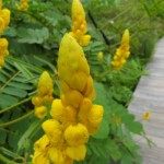 Candlestick Shower Tree (Cassia Alata) 40 seeds