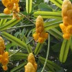 Candlestick Shower Tree (Cassia Alata) 10 seeds