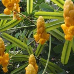 Candlestick Shower Tree (Cassia Alata) 40 seeds