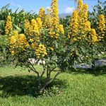 Candlestick Shower Tree (Cassia Alata) 40 seeds