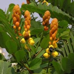 Candlestick Shower Tree (Cassia Alata) 20 seeds