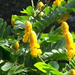 Candlestick Shower Tree (Cassia Alata) 20 seeds