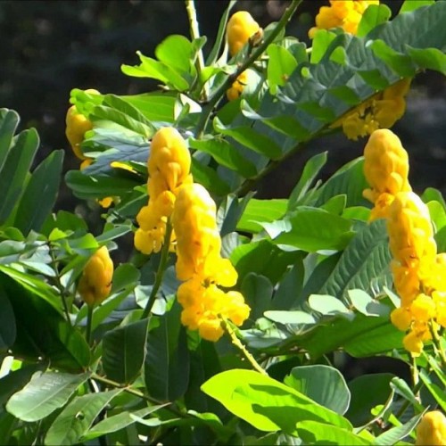 Candlestick Shower Tree (Cassia Alata) 10 seeds