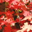 Canyon Maple (Acer Grandidentatum) 40 seeds