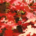 Canyon Maple (Acer Grandidentatum) 80 seeds