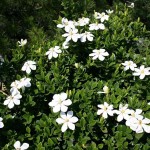 Cape Jasmine (Gardenia Jasminoides) 25 seeds