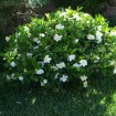 Cape Jasmine (Gardenia Jasminoides) 50 seeds