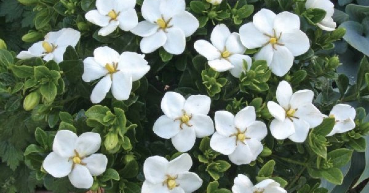 Cape Jasmine Gardenia Jasminoides 50 Seeds Hobbyseeds Cape Jasmine Gardenia Jasminoides, How To Get Seeds From Gardenia