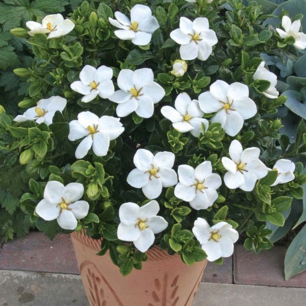 tilnærmelse lære røveri Buy Cape Jasmine (Gardenia Jasminoides) 50+ seeds online :: Seeds ::  HobbySeeds Store