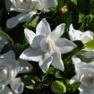 Cape Jasmine (Gardenia Jasminoides) 25 seeds