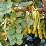 Carob (Ceratonia Siliqua) 5 seeds