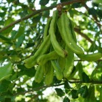 Carob (Ceratonia Siliqua) 3 seeds