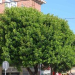 Carob (Ceratonia Siliqua) 3 seeds