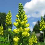 Carolina Lupine (Thermopsis caroliniana villosa) 5 seeds