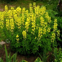 Carolina Lupine (Thermopsis caroliniana villosa) 5 seeds