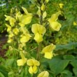 Carolina Lupine (Thermopsis caroliniana villosa) 5 seeds