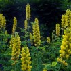 Carolina Lupine (Thermopsis caroliniana villosa) 10 seeds