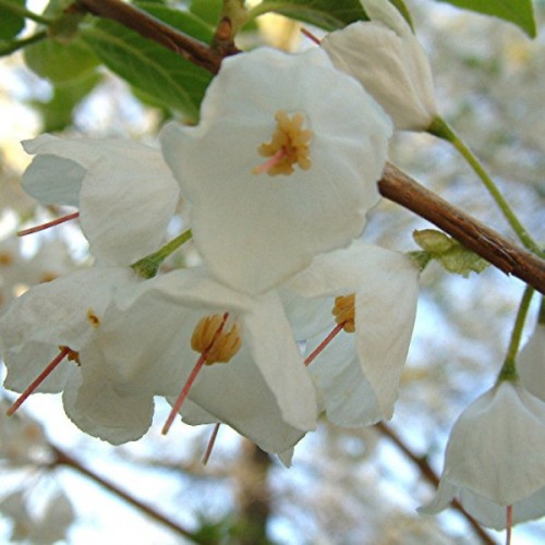 Carolina Silverbell (Halesia Carolina) 15 seeds