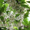 Carolina Silverbell (Halesia Carolina) 15 seeds