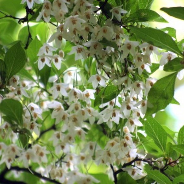 Tree of the Week - Carolina Silverbell