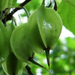 Carolina Silverbell (Halesia Carolina) 5 seeds