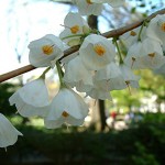 Carolina Silverbell (Halesia Carolina) 20 seeds