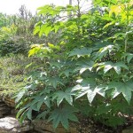 Castor Aralia (Kalopanax Pictus) 25 seeds