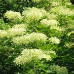 Castor Aralia (Kalopanax Pictus) 25 seeds