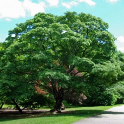 Castor Aralia (Kalopanax Pictus) 25 seeds