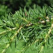 Cedar of Lebanon (Cedrus Libani) 5 seeds