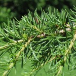 Cedar of Lebanon (Cedrus Libani) 5 seeds