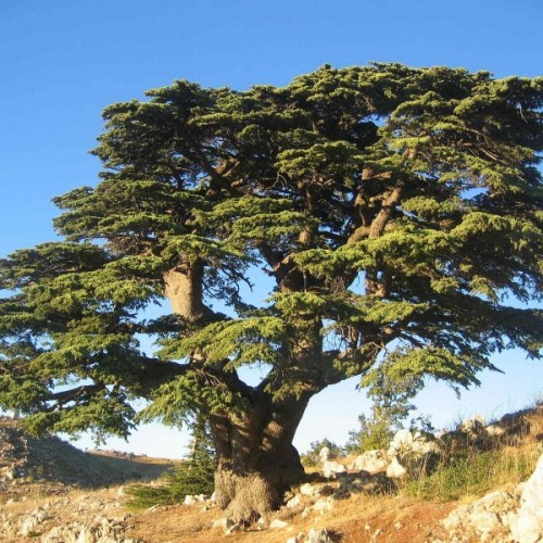 Cedar of Lebanon (Cedrus Libani) 10 seeds