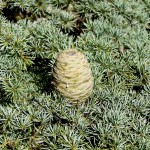 Cedar of Lebanon (Cedrus Libani) 10 seeds