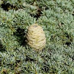 Cedar of Lebanon (Cedrus Libani) 5 seeds