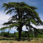 Cedar of Lebanon (Cedrus Libani) 5 seeds