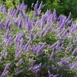 Chaste Tree (Vitex Negundo) 20 seeds