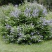 Chaste Tree (Vitex Negundo) 10 seeds