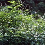 Chaste Tree (Vitex Negundo) 20 seeds